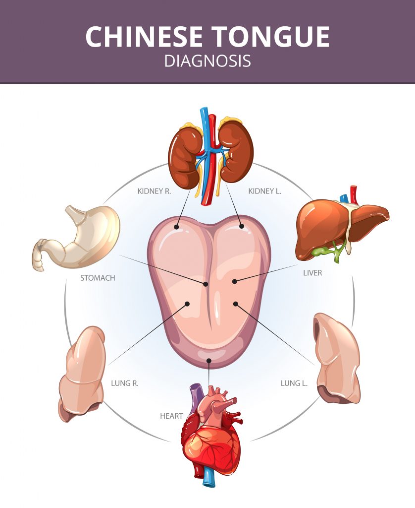 Chinese Tongue Diagnosis. Internal organs projections. Medical vector